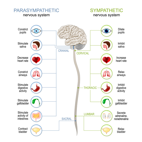 The Autonomic Nervous System (ANS): Sympathetic and Parasympathetic ...